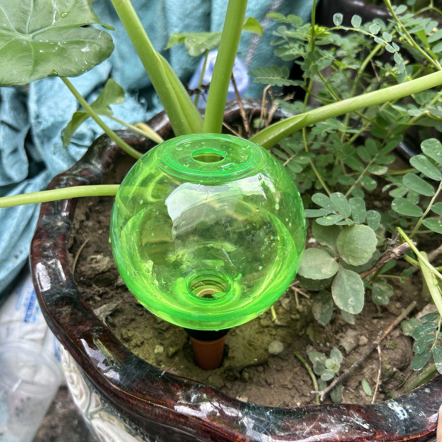 2 Pcs Automatic Flower Waterer - Automatic Plant Waterer ulasan dan harga
