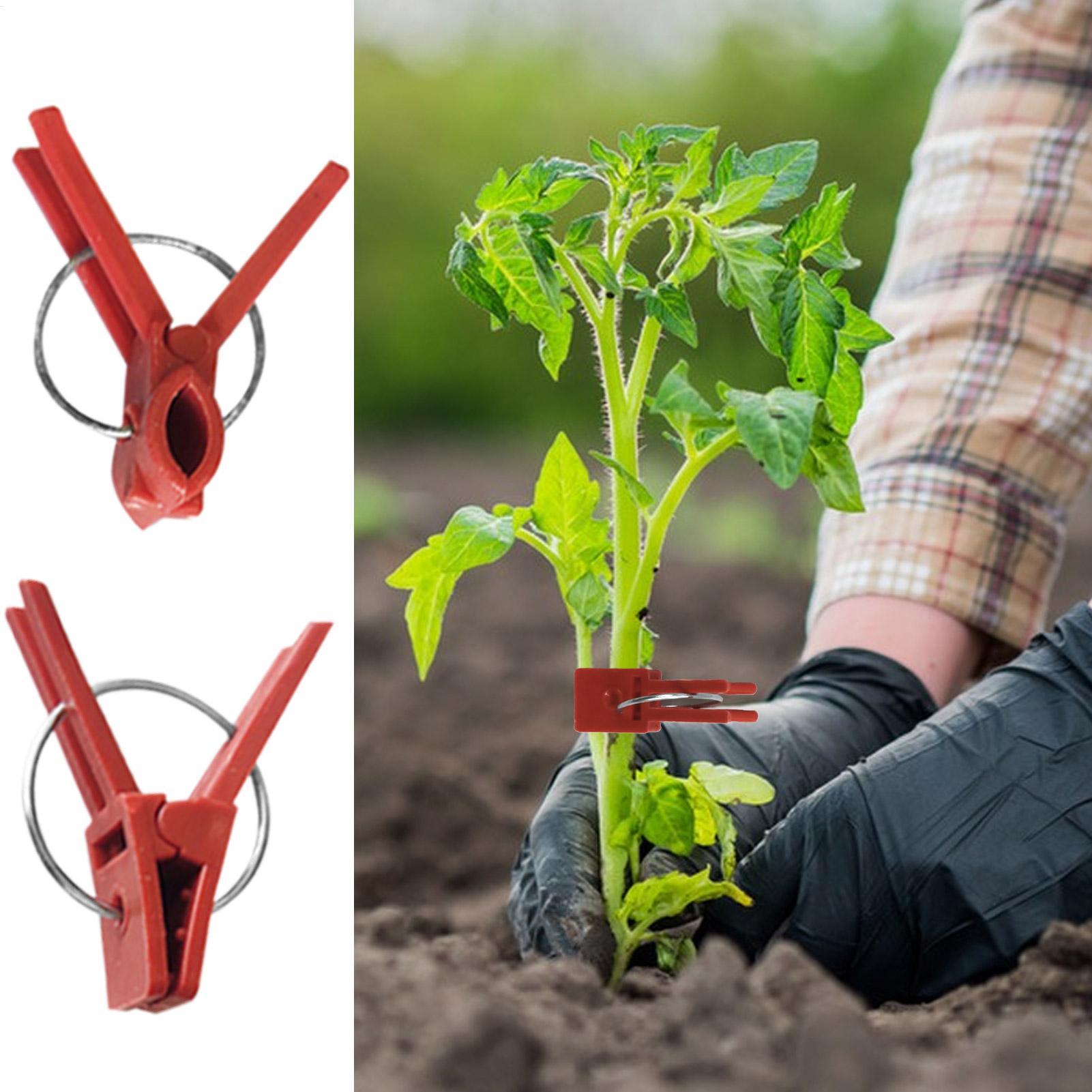 50Pcs Plant Grafting Clip Plas - Gardening Tools And Uses ulasan dan harga