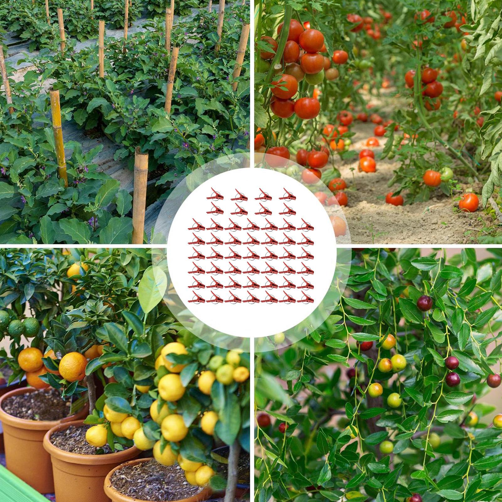 50Pcs Plant Grafting Clip Plas - Gardening Tools And Uses ulasan dan harga