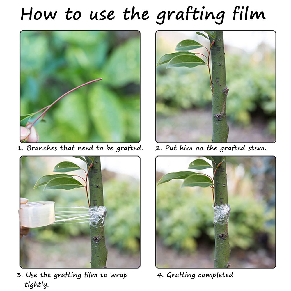 3/4/5cm*200m Nursery Grafting  - Grafting Tape ulasan dan harga
