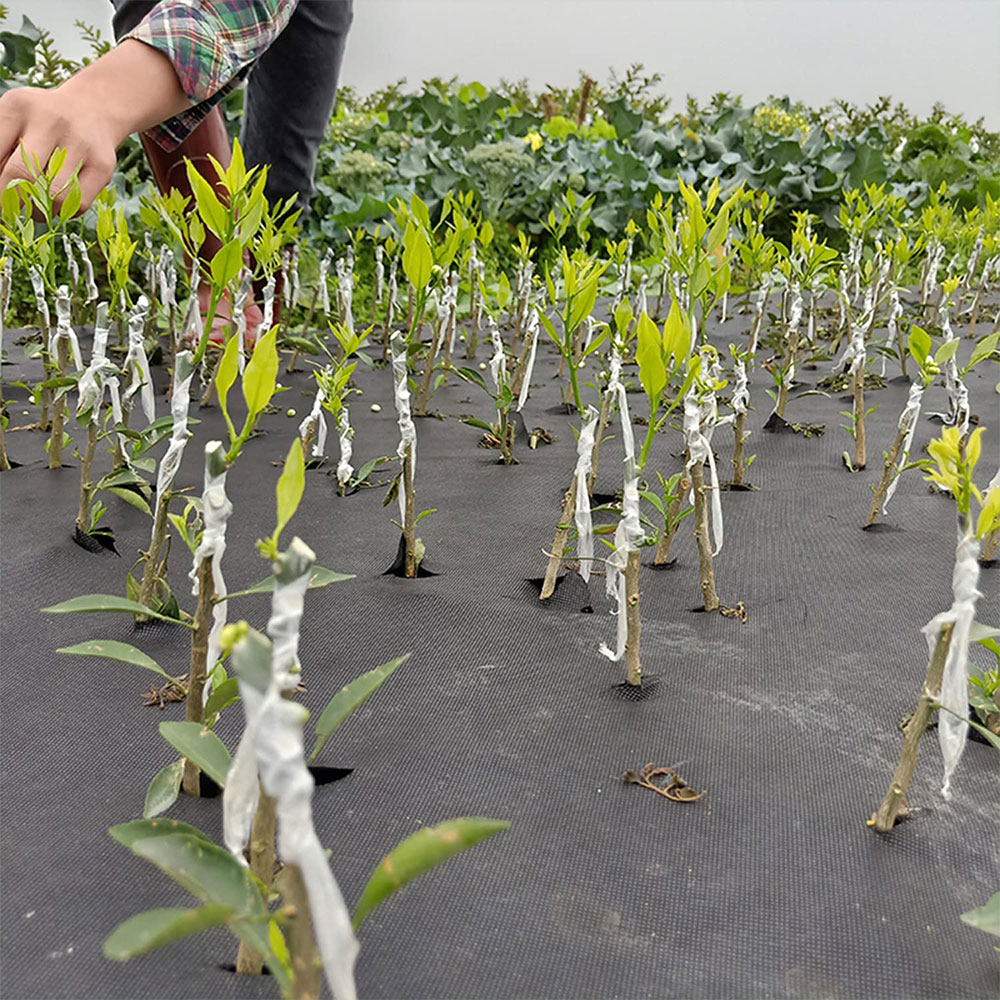 3/4/5cm*200m Nursery Grafting  - Grafting Tape ulasan dan harga