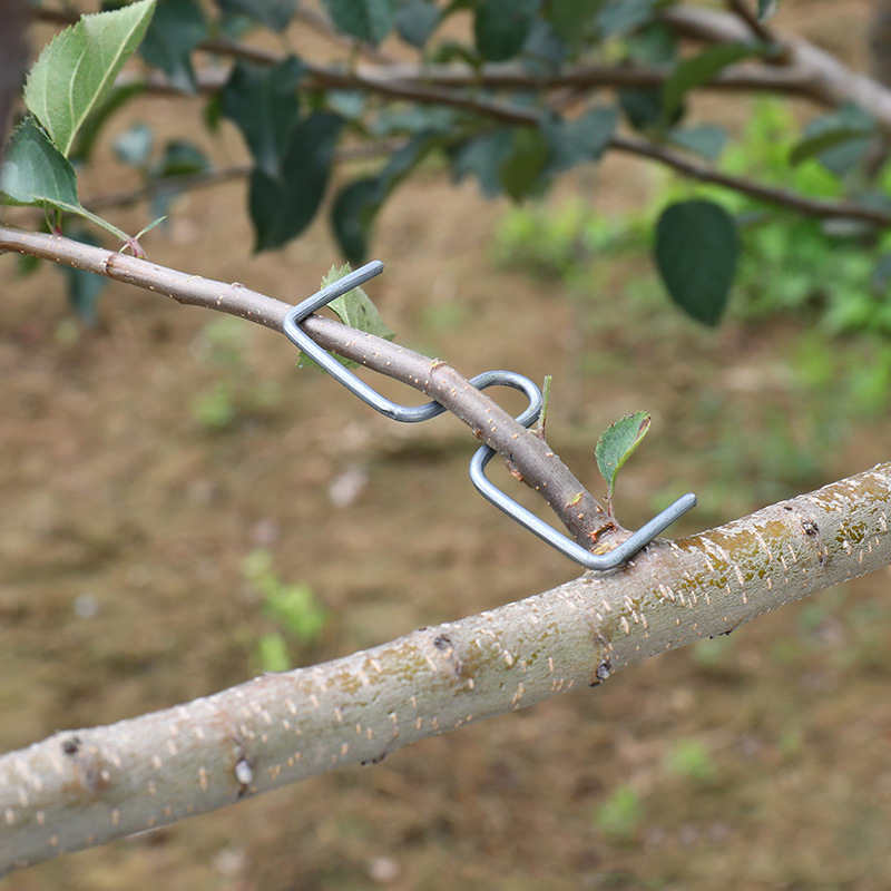 30pcs/set Fruit Tree Branch Pu - Root Watering Spike ulasan dan harga