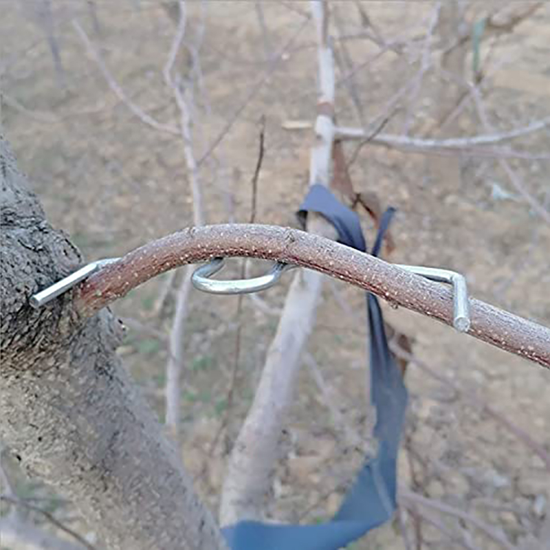 30pcs/set Fruit Tree Branch Pu - Root Watering Spike ulasan dan harga