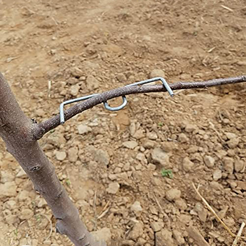 30pcs/set Fruit Tree Branch Pu - Root Watering Spike ulasan dan harga